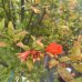 Punica granatum (Granátové jablko) ´MAXIMA RUBRA´ - výška 60-80 cm, kont. C3L (-16°C)